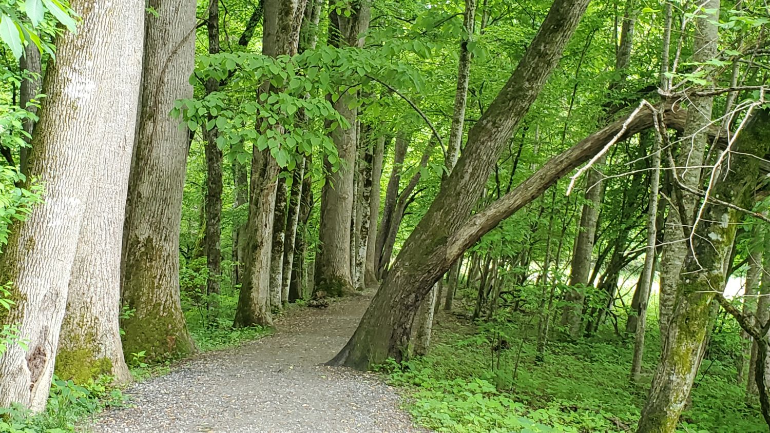 River Trail 